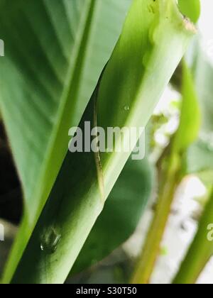 Una forma a spirale nuova foglia di banana con acqua di pioggia su di esso nel mio giardino Foto Stock