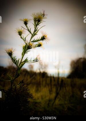 Trasognata autunno foto di fioritura Frost Aster in campo di fattoria Foto Stock