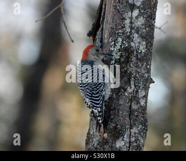 Femmina rosso picchio panciuto su un olmo nel nuovo Boston,New Hampshire Foto Stock