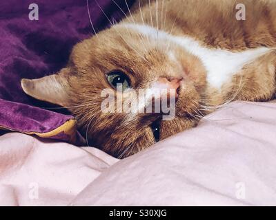 Ritratto di zenzero e gatto bianco con gli occhi verdi Foto Stock