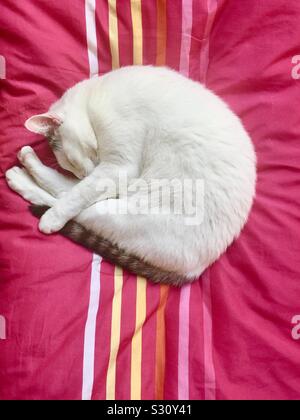 Gatto Bianco tenendo la sua coda a strisce, rannicchiato su una coperta rosa con strisce colorate. Foto Stock