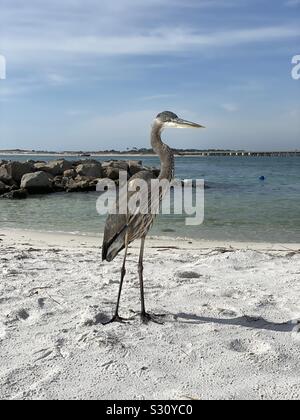 Primo piano di airone blu permanente sulla spiaggia di sabbia bianca con vista del Golfo del Messico acqua in Florida Foto Stock