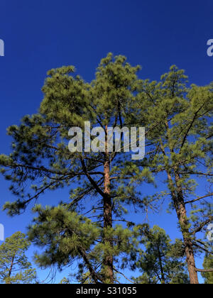 Pinus canariensis, canaria di pino contro un cielo blu chiaro. Tenerife, Isole Canarie Spagna Foto Stock