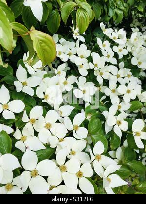 Cornus kousa noto anche come il giapponese sanguinello fiore Foto Stock