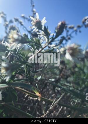 Molla-come giorno di dicembre si ravviva Symphyotrichum pilosum blossom nel North Carolina farm field Foto Stock