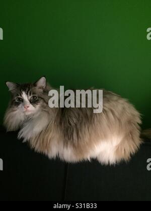 Grande rag doll cat di riposo. Foto Stock