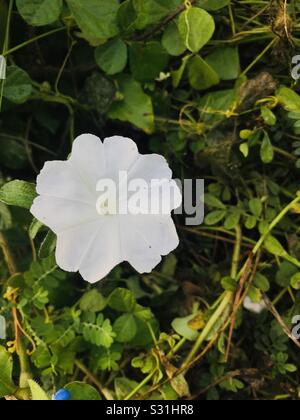 Gloria tropicale bianca mattina - Ipomoea Alba, fiore bianco trovato in arbusti in Tamilnadu Foto Stock