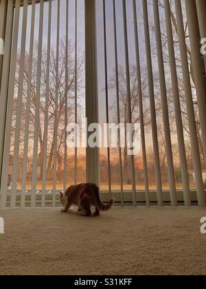 Gatto di fronte a una finestra durante un tramonto Foto Stock