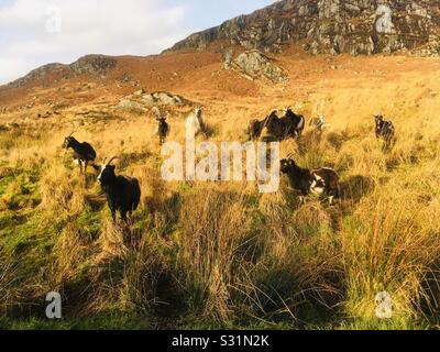 Capre di montagna selvagge sulle colline al Wild Goat Park nel Galloway Forest Park, Dumfries e Galloway, Scozia Foto Stock