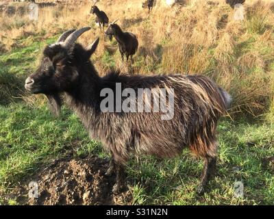Capre Di Montagna Selvatica Al Parco Di Goat Selvaggio Nel Parco Di Foresta Di Galloway, Dumfries E Galloway, Scozia Foto Stock