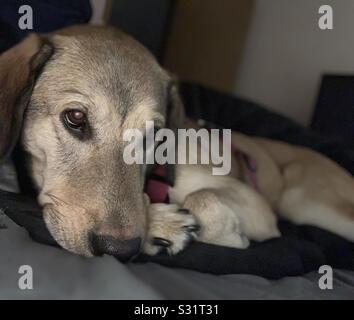 Il mio bambino di 2 anni cane shes un husky giallo mix di laboratorio Foto Stock