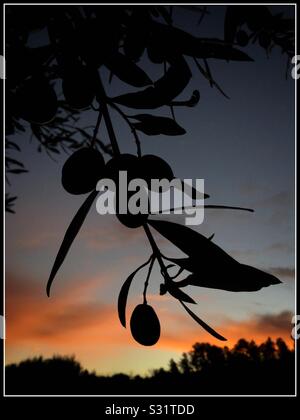 Empeltre olive contro un sol Levante, Catalogna, Spagna. Foto Stock