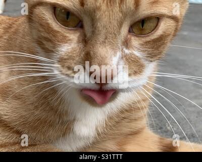 lingua di gatto Foto Stock