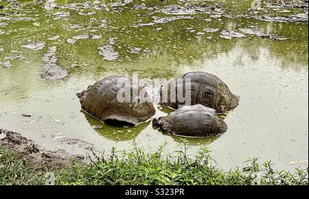 Galápagos tartarughe terrestri giganti, altopiani dell'isola di Santa Cruz, isole Galápagos. Foto Stock