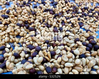 Chicchi di caffè biologici nel nord della Thailandia Foto Stock