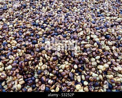 Chicchi di caffè biologici nel nord della Thailandia Foto Stock