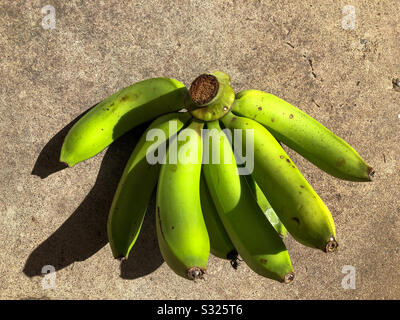 Banane verdi cavendish a terra. Foto Stock