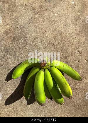 Banane verdi cavendish a terra. Foto Stock