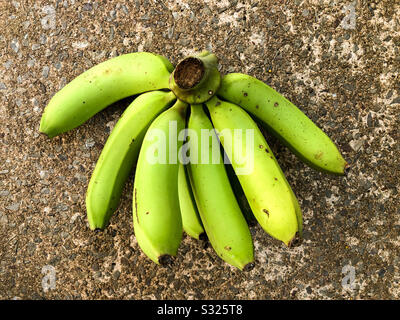 Banane verdi cavendish a terra. Foto Stock