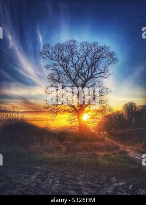 Albero al tramonto Foto Stock