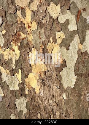 Corteccia di albero Piano. Foto Stock