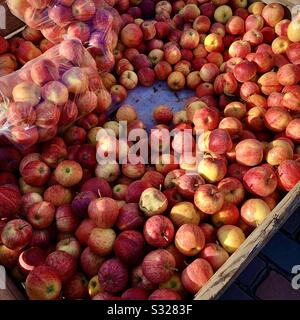 Organic Red « Gala » mele in stallo di mercato. Foto Stock