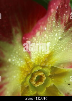 Primrose primo piano con gocce di rugiada Foto Stock