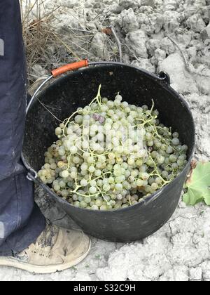 Uve Cava, Cataluna, Spagna Foto Stock