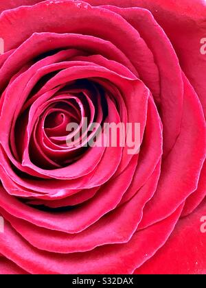 Rosa rossa Foto Stock