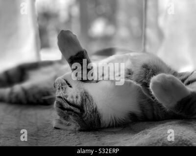 Cucciolo di tabby grigio che dorme capovolto su coperta di vello. Foto Stock