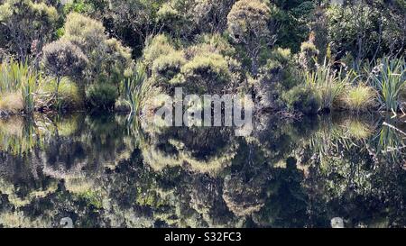 In un tranquillo pomeriggio estivo il nativo Bush si riflette nel Lago Wilkie nei Catlins, South Island, Nuova Zelanda Foto Stock