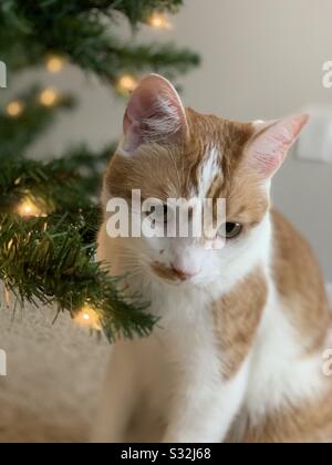 I miei migliori amici gatto ama il Natale ... bene che ama l'albero di Natale che è! Foto Stock