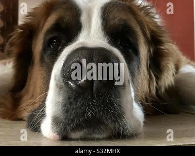 Saint Bernard faccia da vicino Foto Stock