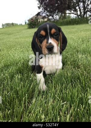 Carino cucciolo di beagle in erba Foto Stock