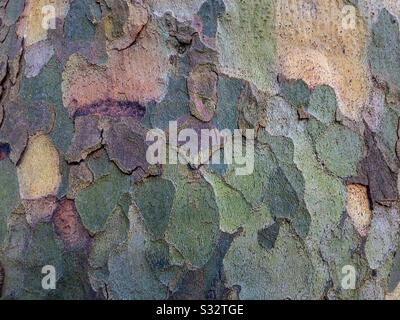 Vista ravvicinata della corteccia multicolore su un albero. Foto Stock