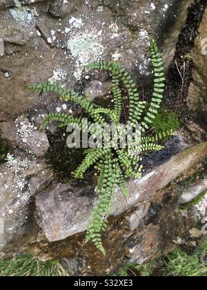 Asplenium trichomanes sottospecie trichomanes Foto Stock