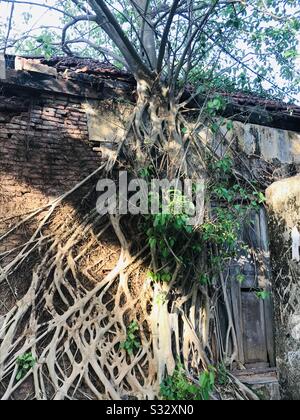 Trovato un interessante modello di radici di albero coperto intero edificio, che ha finito per danneggiare parete, radice disegno modello in kerala- struttura della natura- finestra di legno rustico Foto Stock