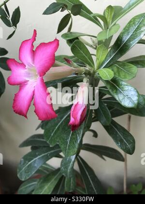 Home cresciuto Pink Adenium aka dessert Rosa fiorita nel mio giardino in India, gemme di fiore di Adenium, aspettato ogni giorno per fare clic sulla fase 2 della foto Foto Stock