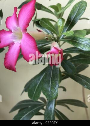 Zumata foto di Home cresciuto Pink Adenium aka dessert Rosa fiorita nel mio giardino in India, gemme di fiore di Adenium, aspettato ogni giorno per fare clic sul palcoscenico 3 della foto Foto Stock