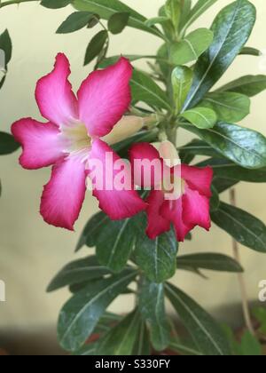 Home cresciuto Pink Adenium aka dessert Rosa fiorita nel mio giardino in India, gemme di fiore di Adenium, aspettato ogni giorno per fare clic sul palcoscenico della foto 4 Foto Stock