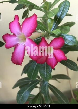 Home cresciuto Pink Adenium aka dessert Rosa fiorita nel mio giardino in India, gemme di fiore di Adenium, aspettato ogni giorno per fare clic sul palcoscenico della foto 5 Foto Stock