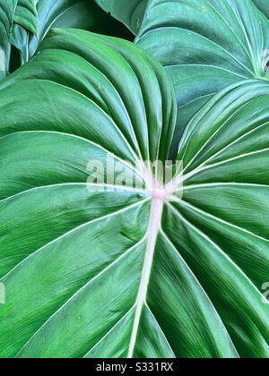 Vicino a grandi foglie verdi tropicali ai giardini botanici di Singapore. Foto Stock