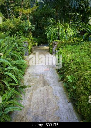 Percorso attraverso lussureggianti giardini tropicali verdi tropicali presso i giardini botanici di Singapore Foto Stock