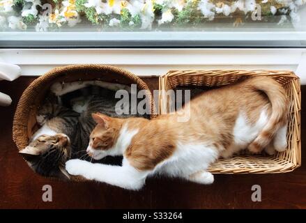 Due gatti tabby in cestini sulla sporgenza della finestra che mostra affetto di tempo del pisolino. Foto Stock