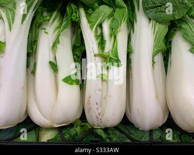 Gambi freschi di bok choy, Brassica rapa chinensis, pak choy, pok choi Foto Stock