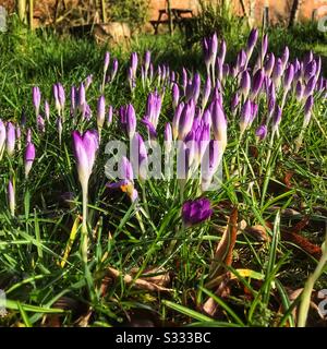 I fiori Crocus si aprono al sole di inizio primavera nel febbraio 2020 nel Regno Unito Foto Stock