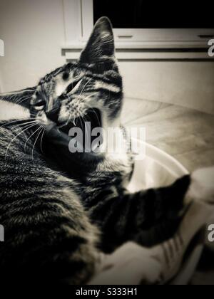 Gatto tabby a righe grigio e bianco Foto Stock