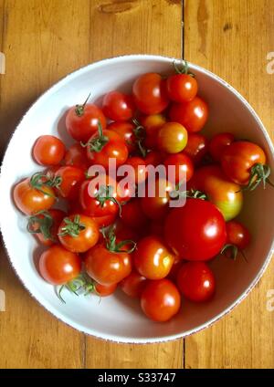 Pomodori coltivati in casa- sole in una ciotola. Foto Stock