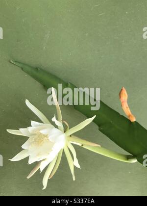 Piccola pianta Nishagandhi fiorita con cute fiore bianco posto sul pavimento con sfondo verde , fiore della pipa di Dutchman, Epiphyllum Oxypetalum , regina della notte, cactus orchidea Foto Stock