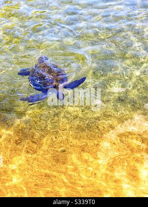 Una tartaruga marina verde giovanile sulla costa di Kohala vicino a Puako sulla Big Island delle Hawaii Foto Stock
